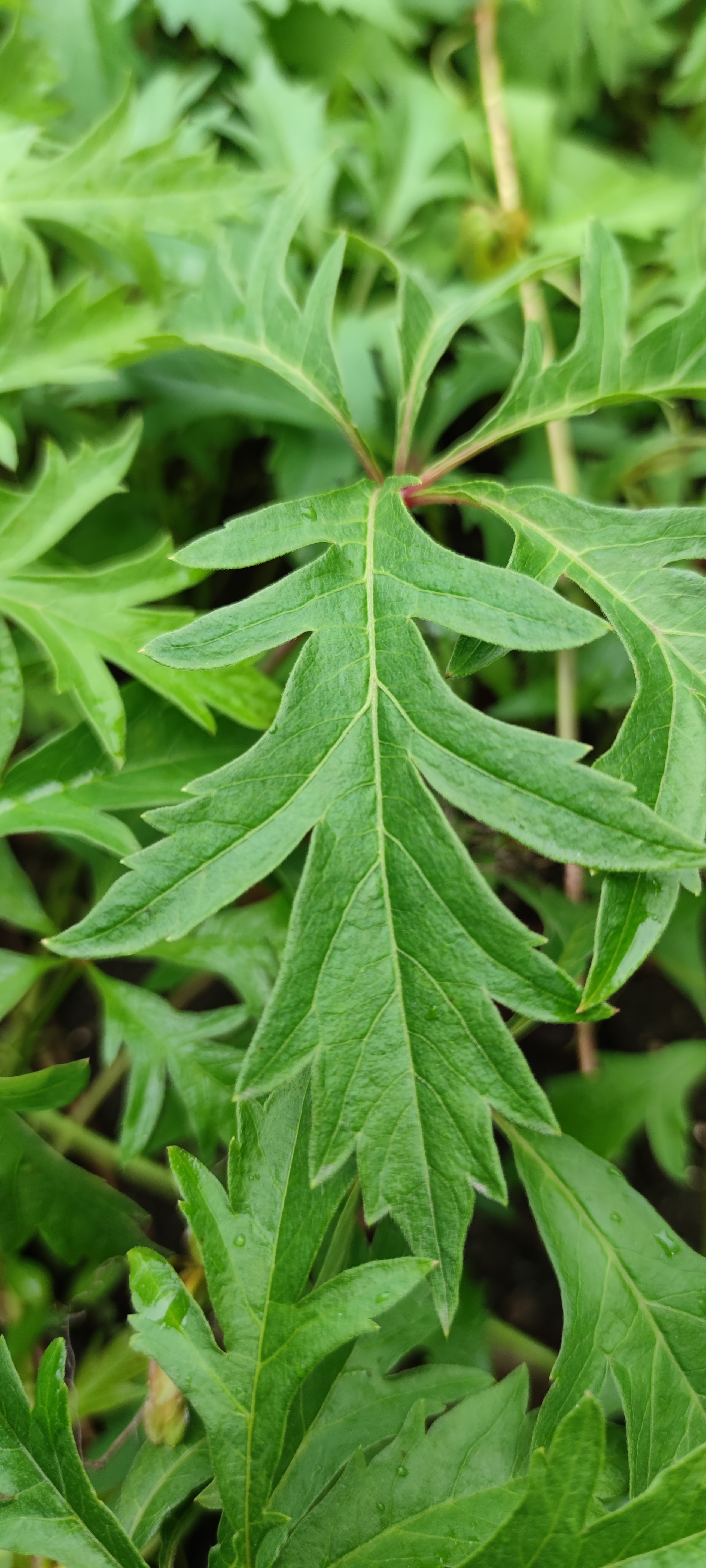 Первый слайд