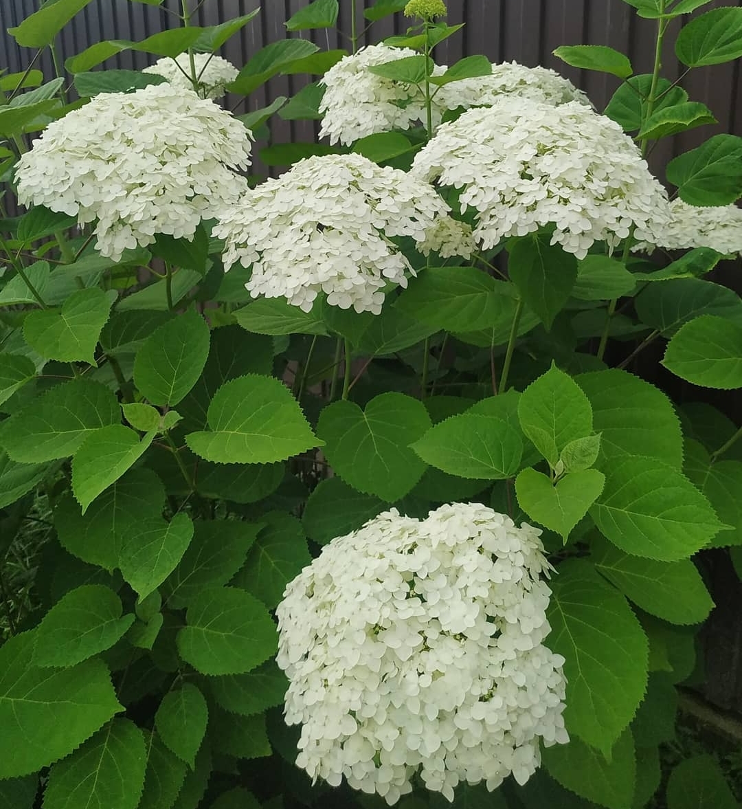 Первый слайд