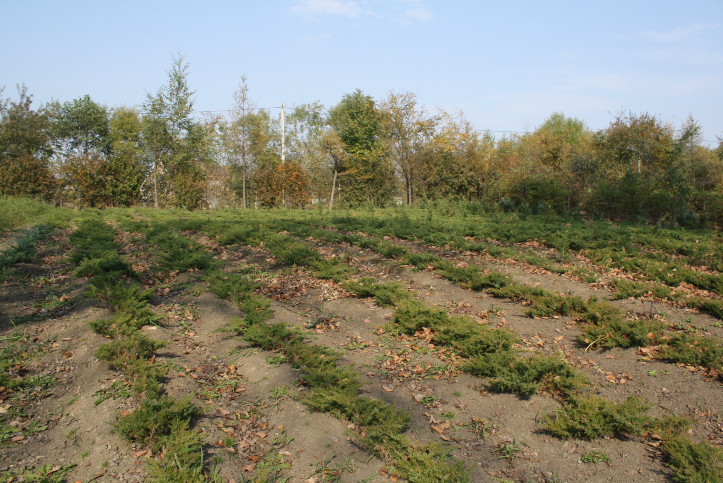 Первый слайд