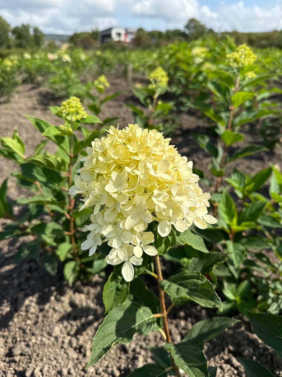 Первый слайд