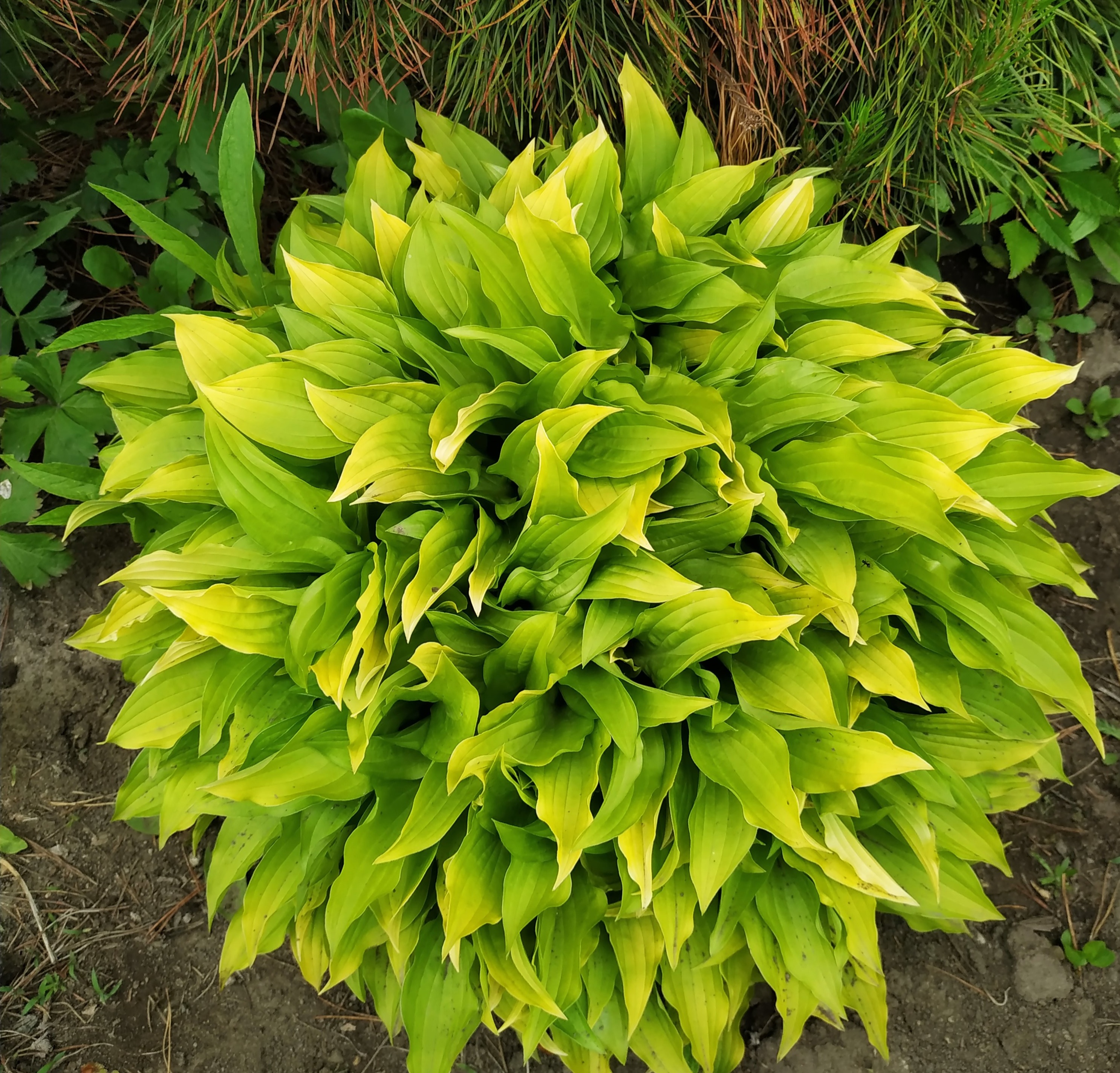 Первый слайд