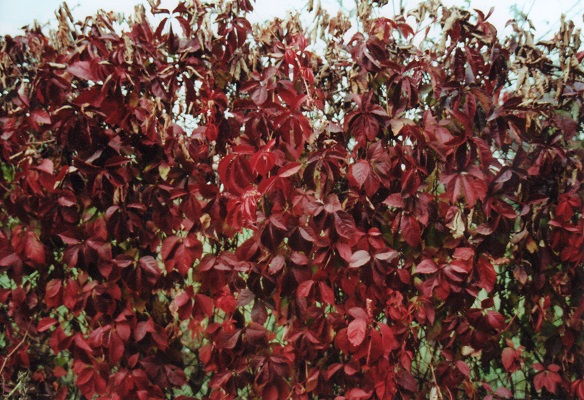 Первый слайд