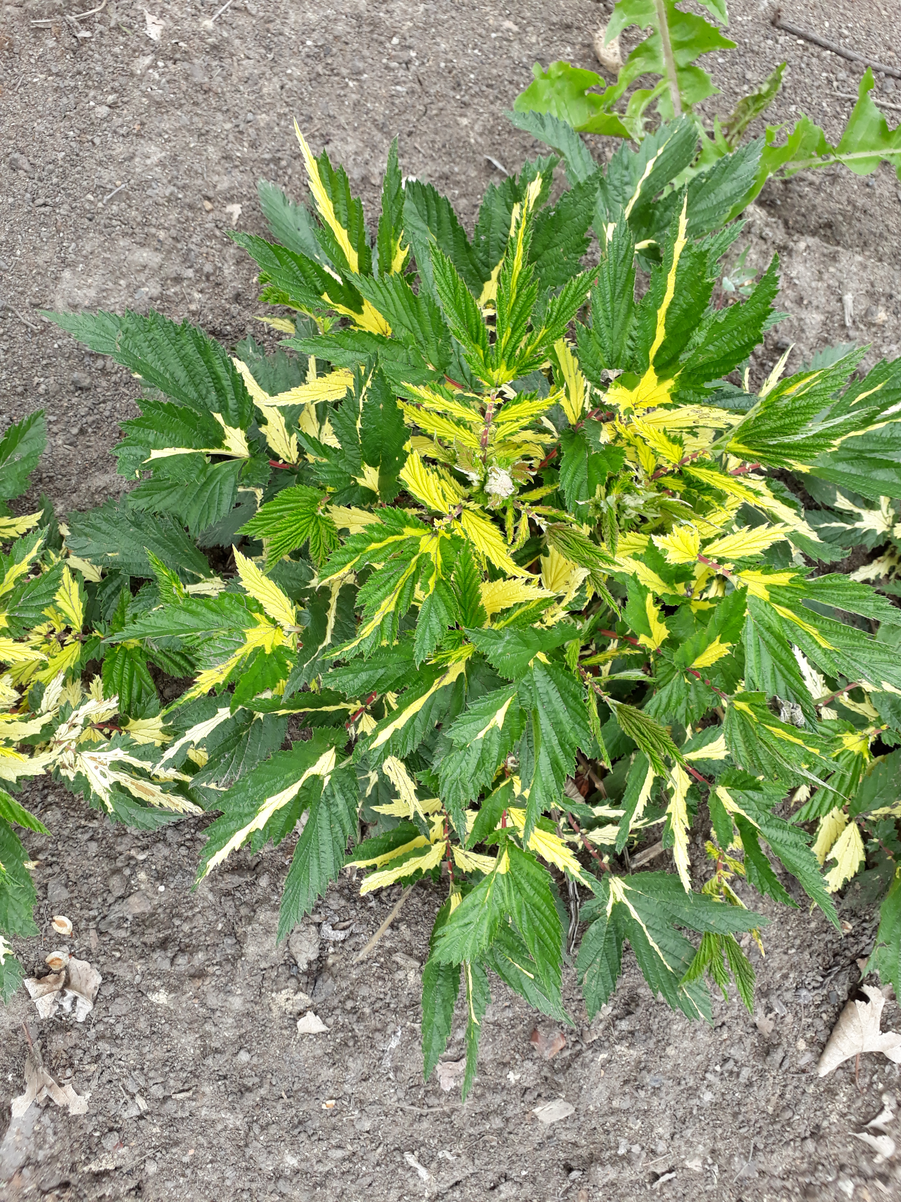 Первый слайд