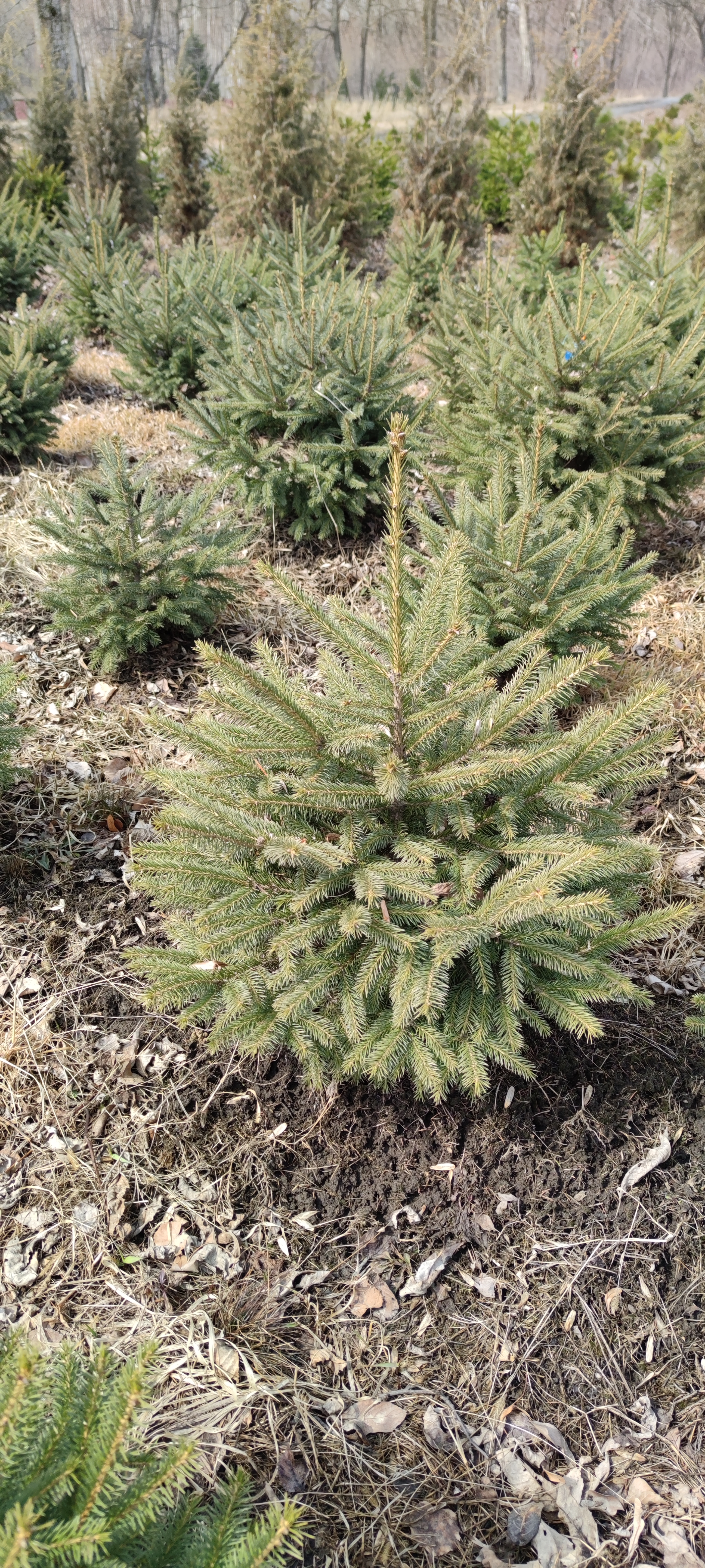 Первый слайд