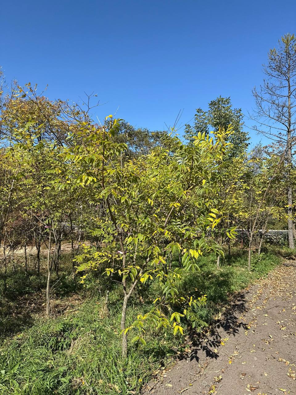 Первый слайд