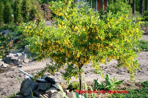 Первый слайд