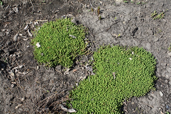 Первый слайд