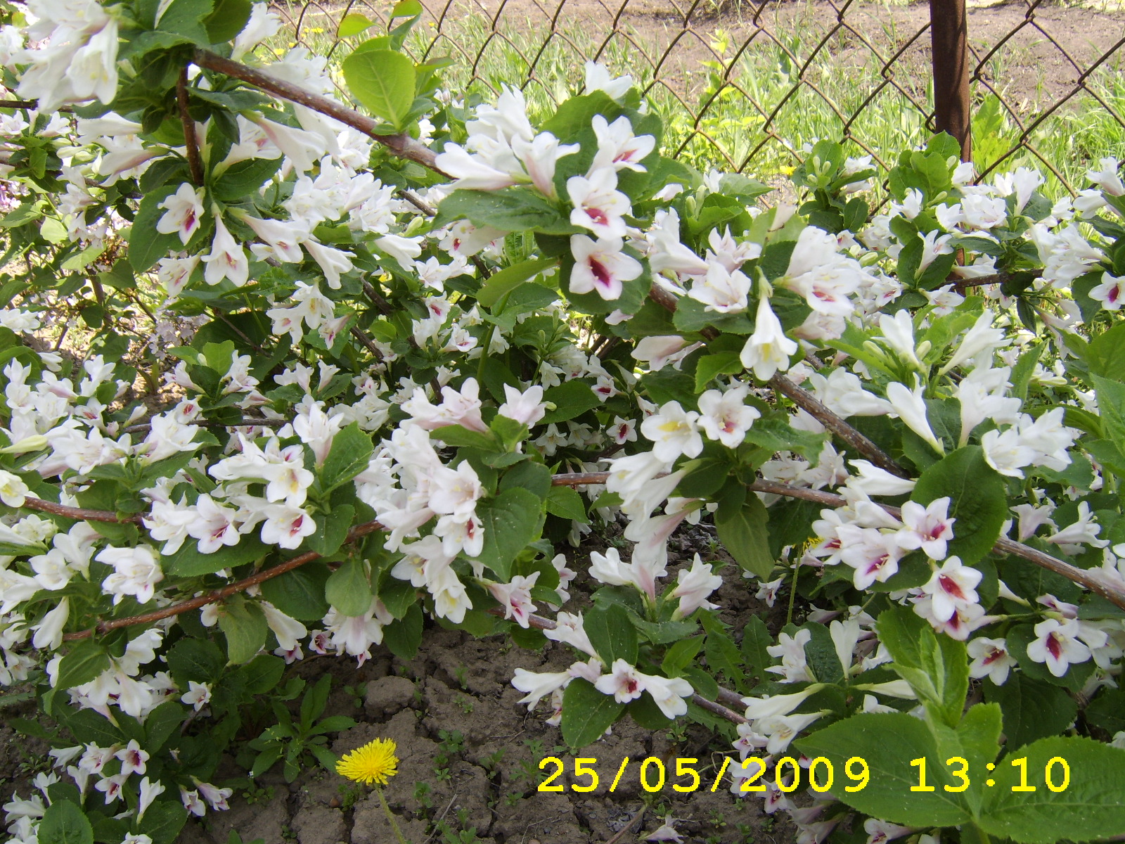 Первый слайд