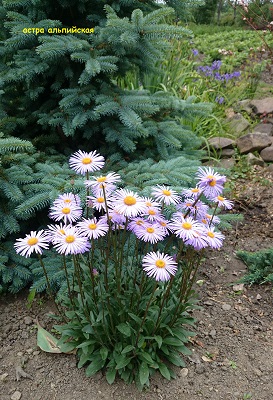 Первый слайд