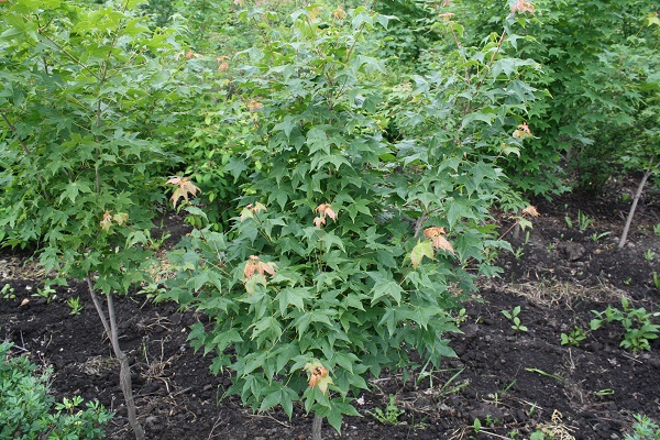 Первый слайд