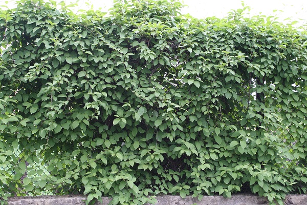 Первый слайд