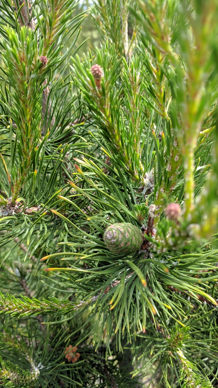 Первый слайд