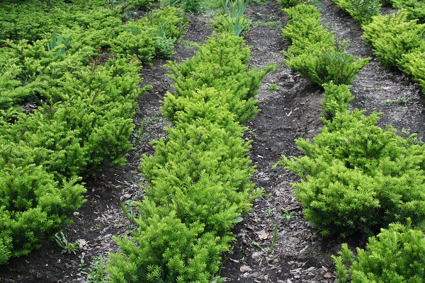 Первый слайд