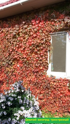 Первый слайд