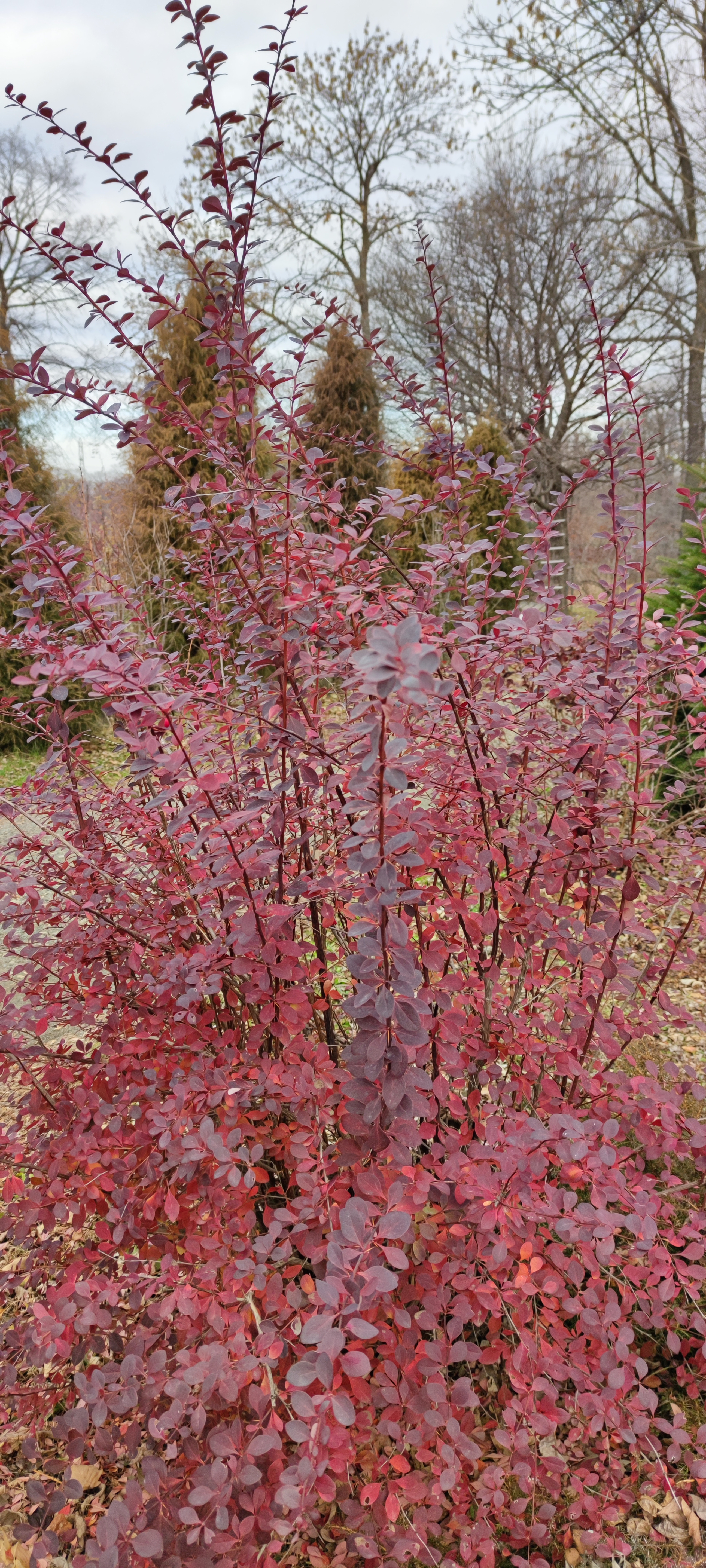 Первый слайд