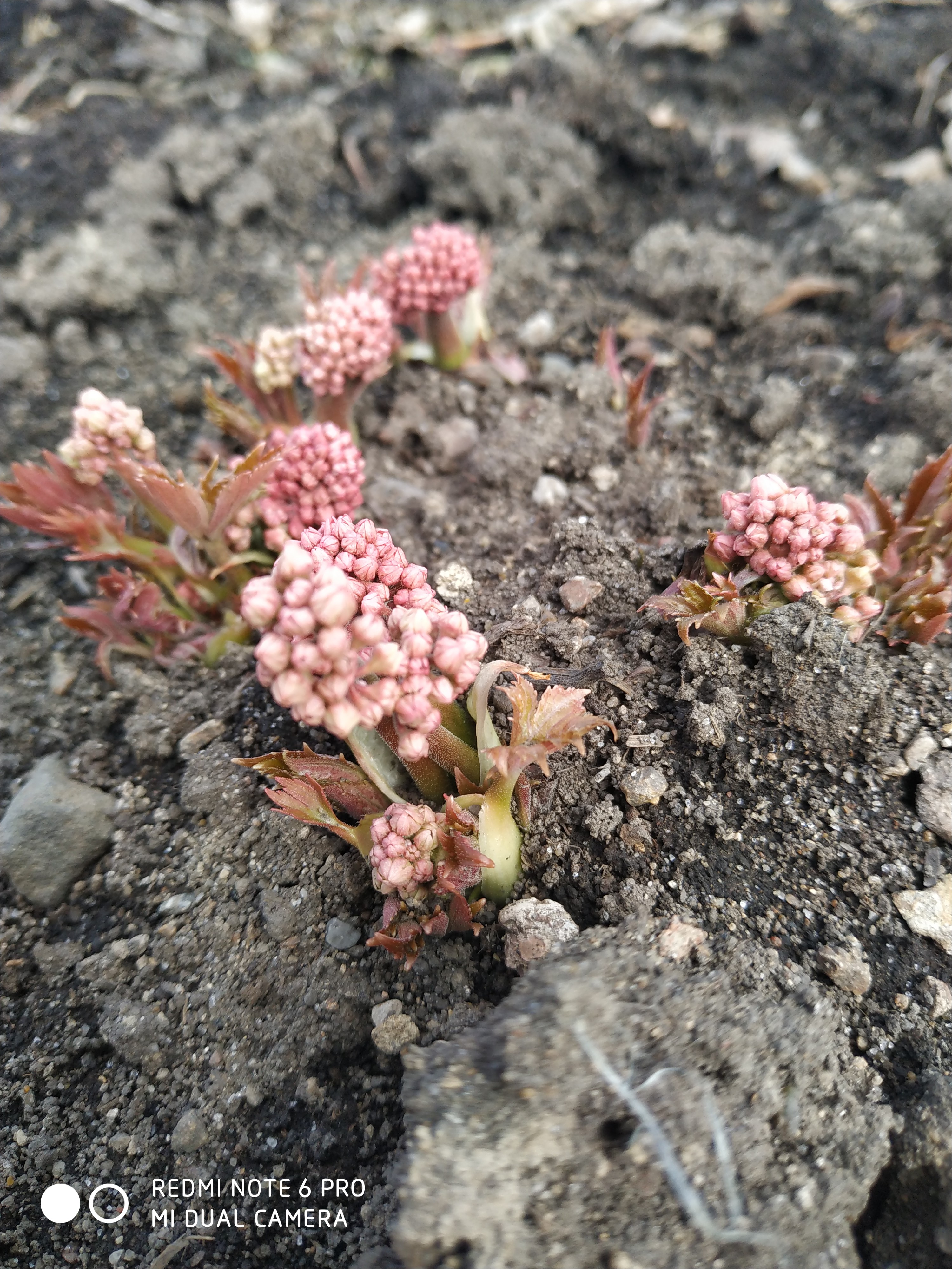 Первый слайд