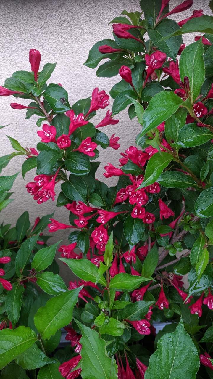 Первый слайд