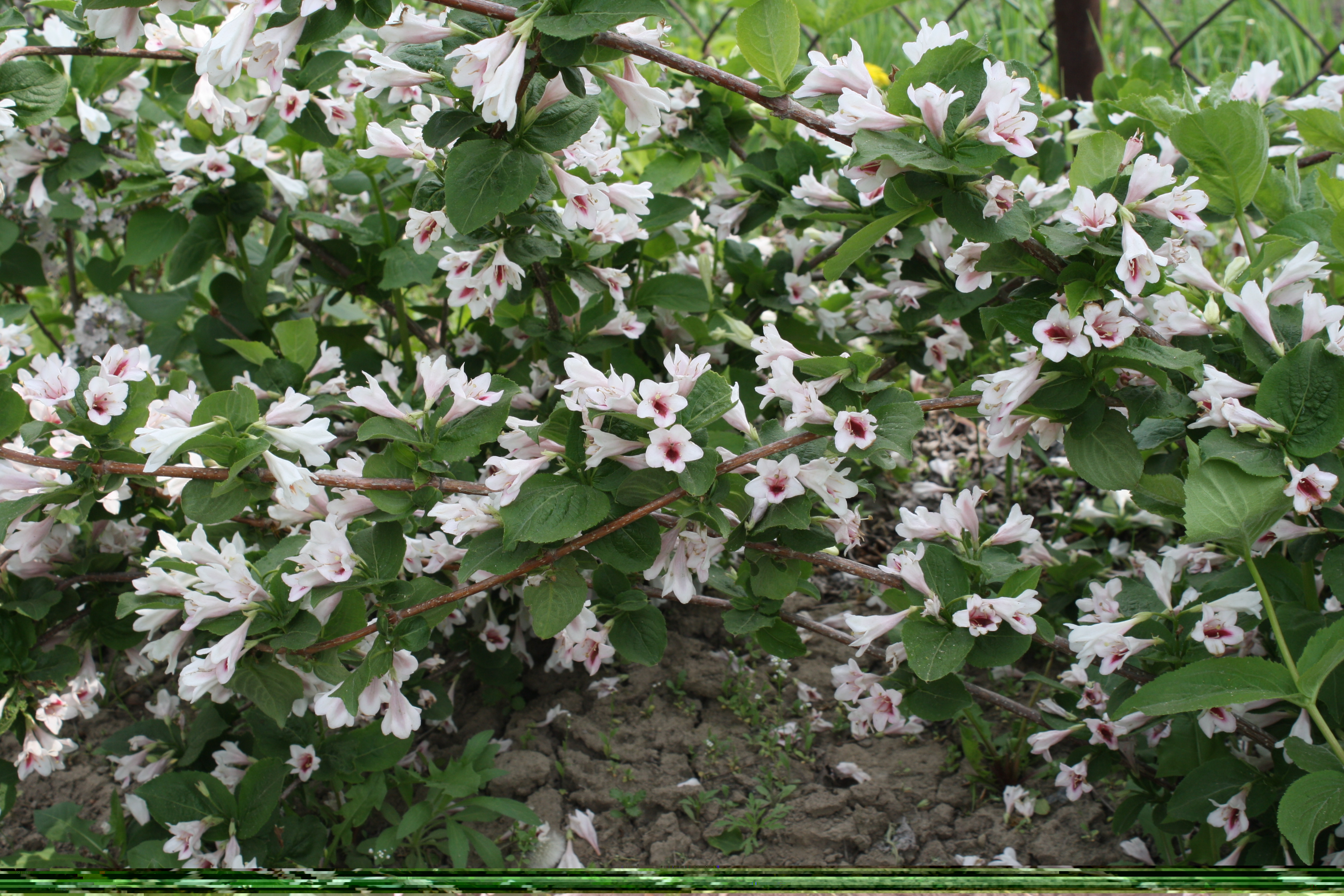 Первый слайд