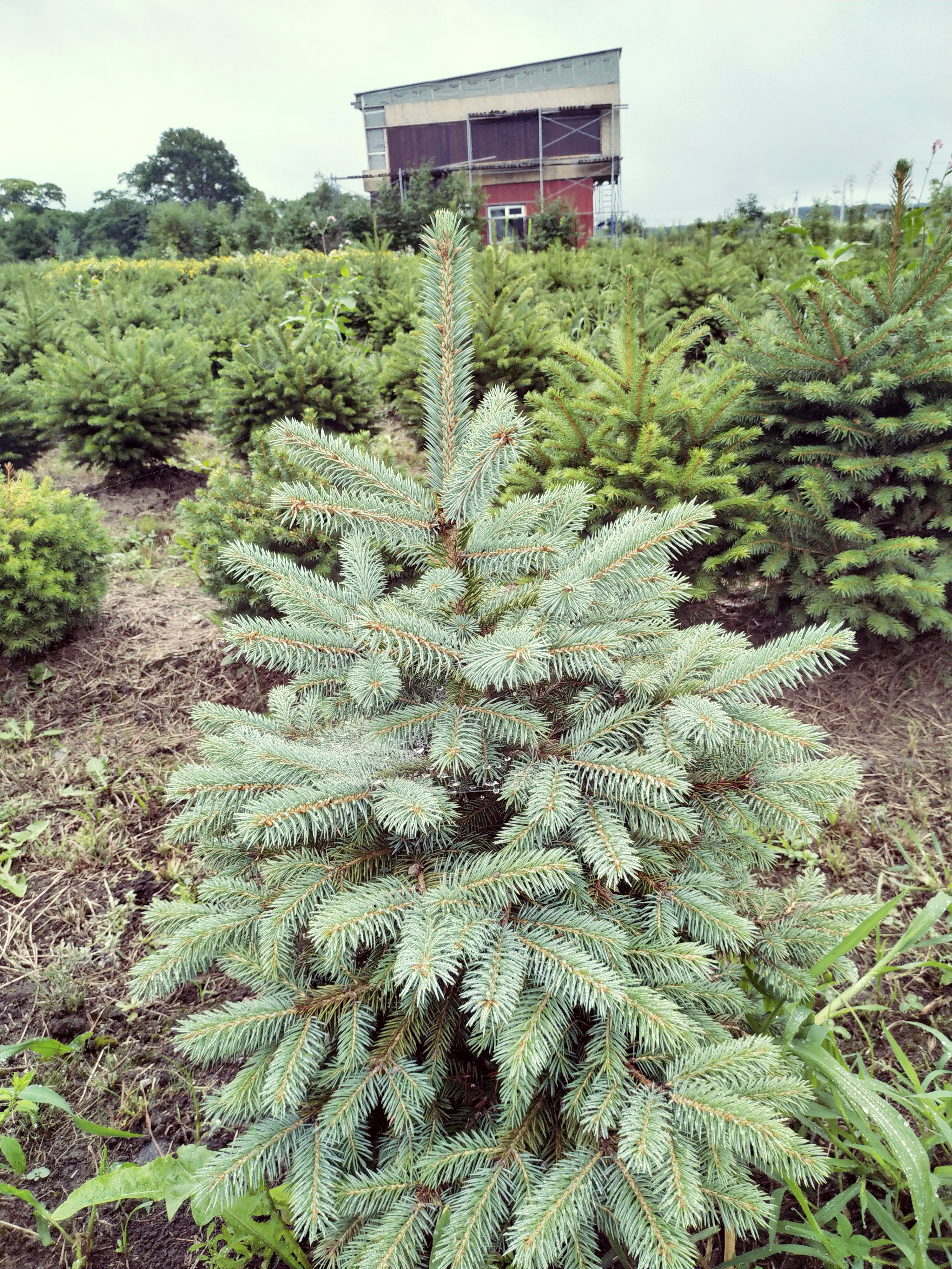 Первый слайд