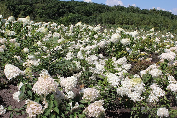 Первый слайд