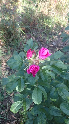 Первый слайд