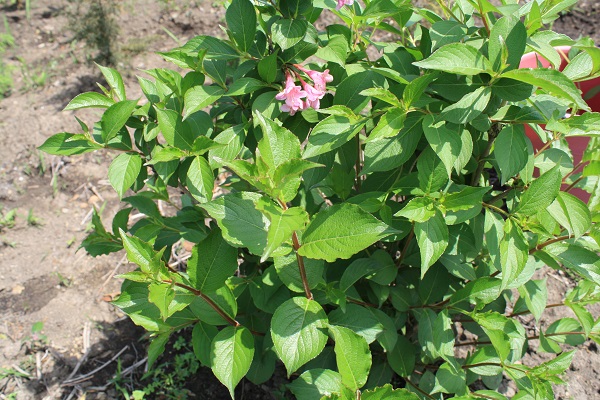 Первый слайд