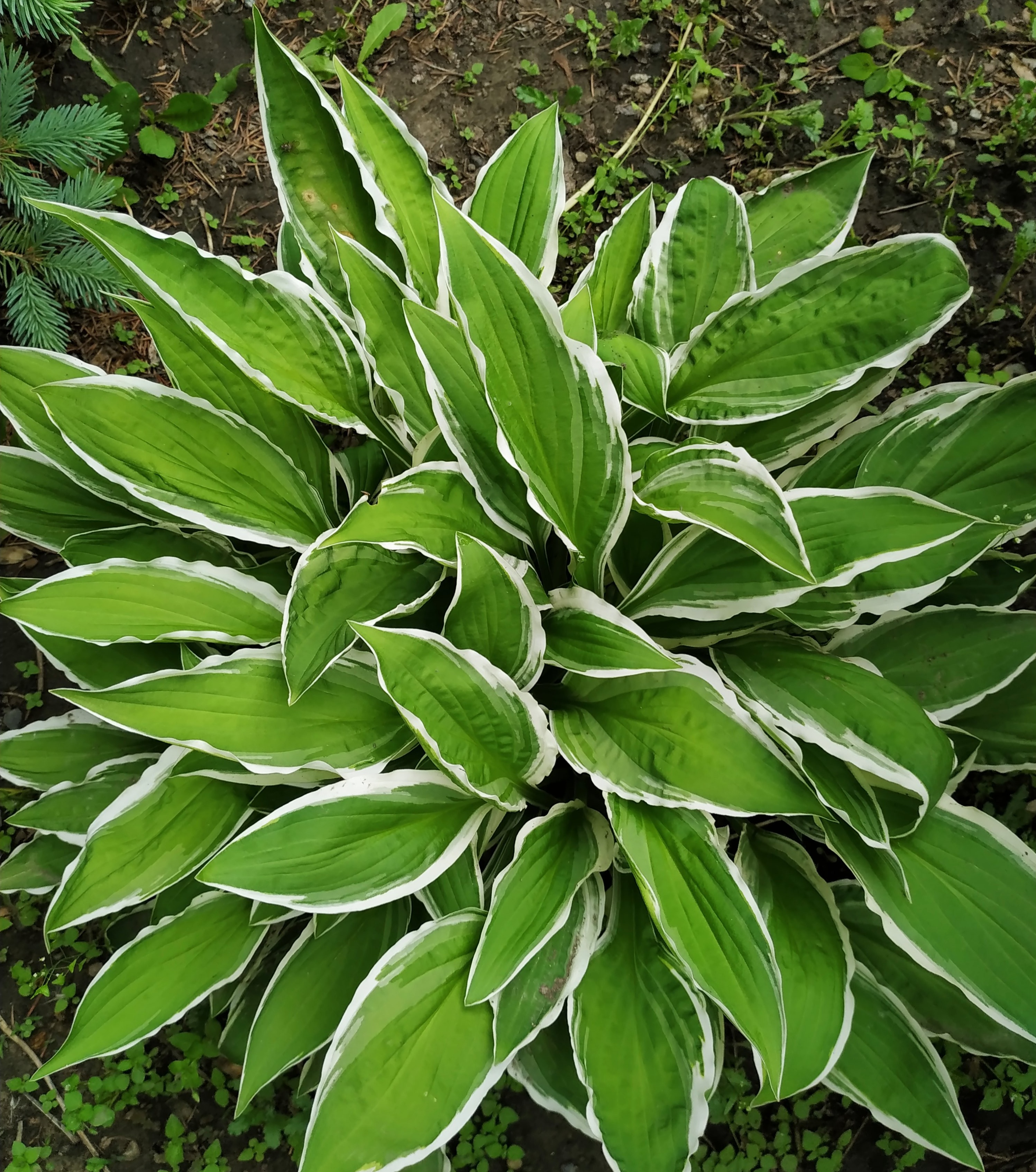 Первый слайд