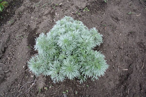 Первый слайд