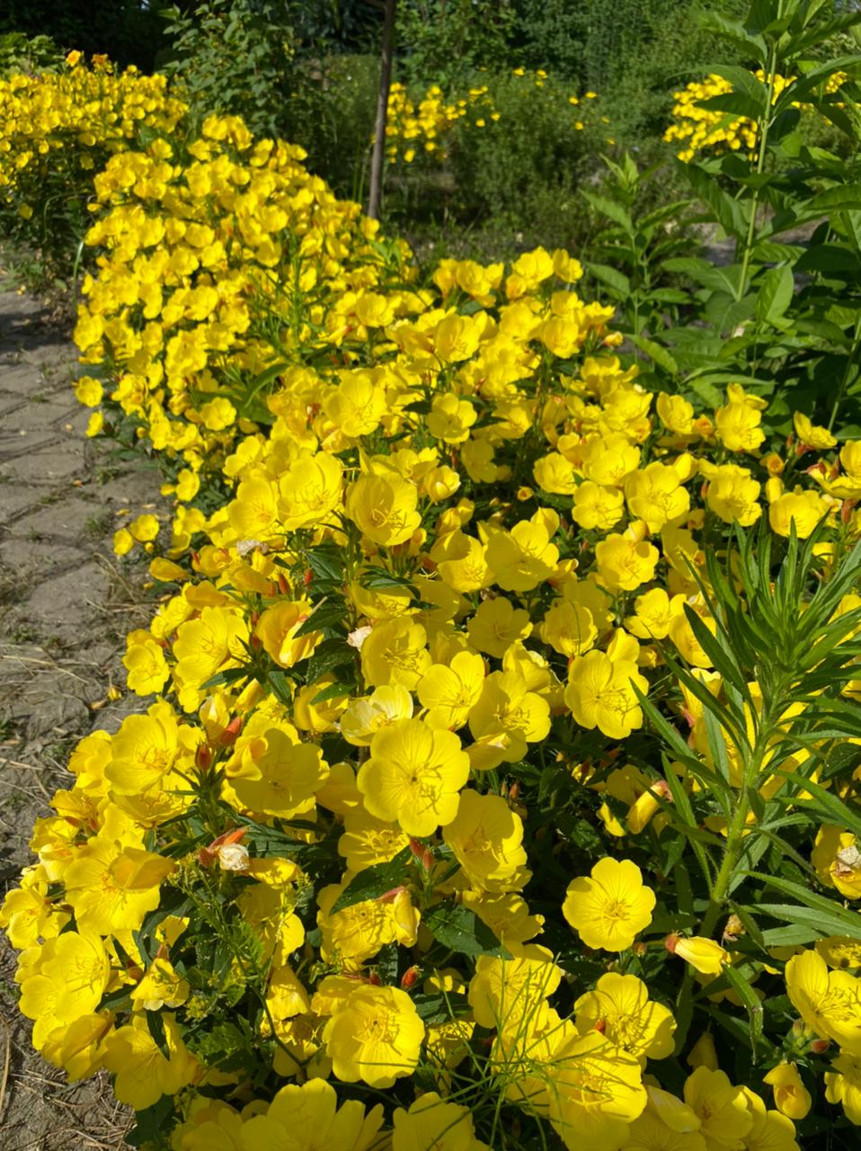 Первый слайд