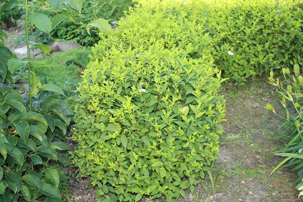 Первый слайд