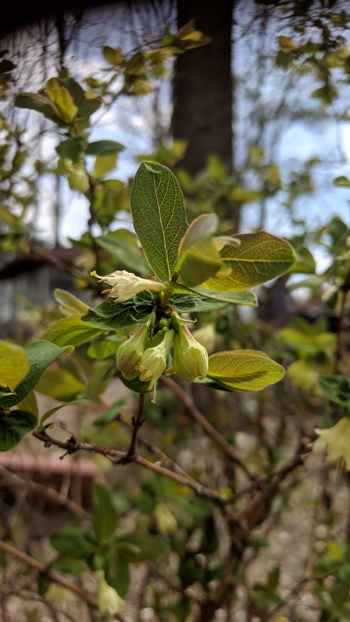 Первый слайд