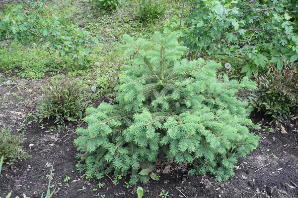 Первый слайд