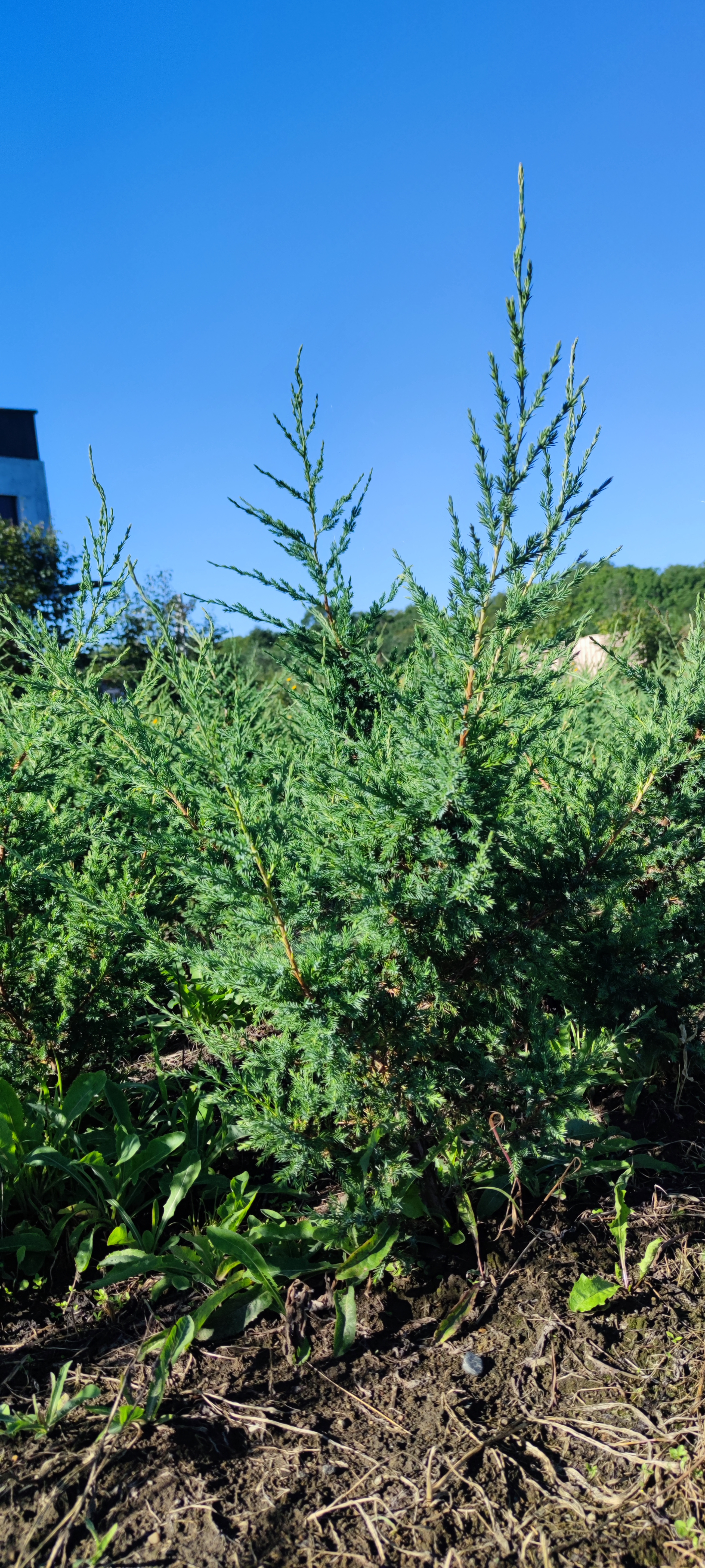 Первый слайд