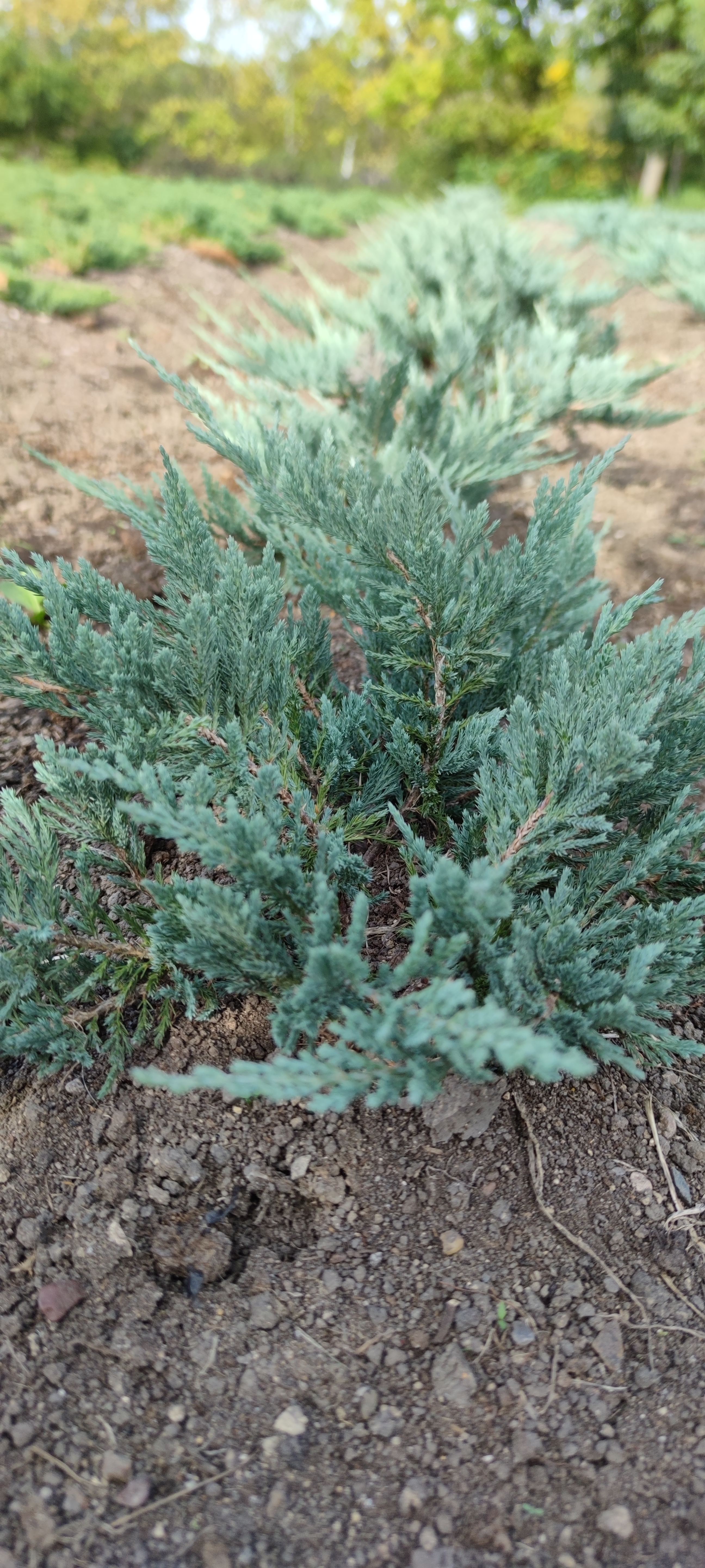 Первый слайд