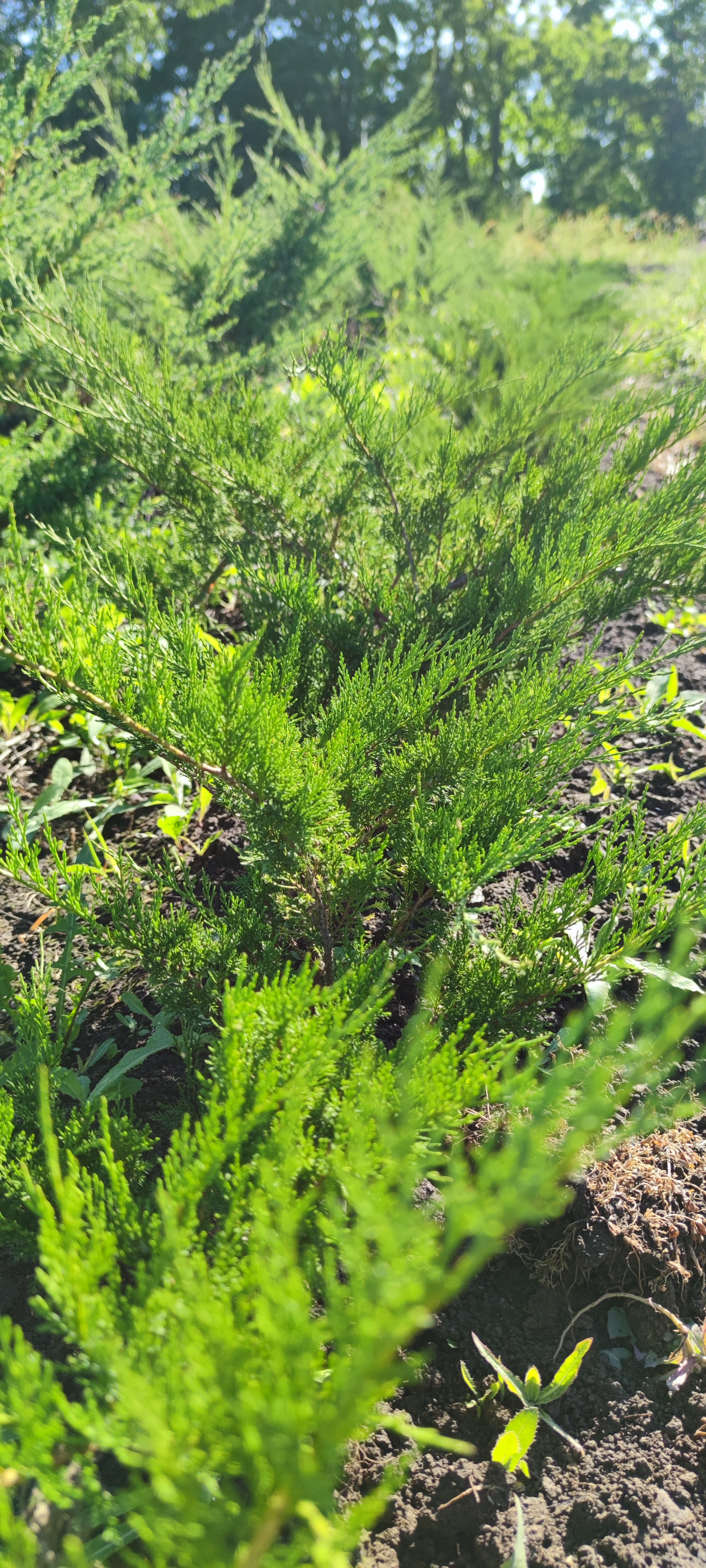 Первый слайд