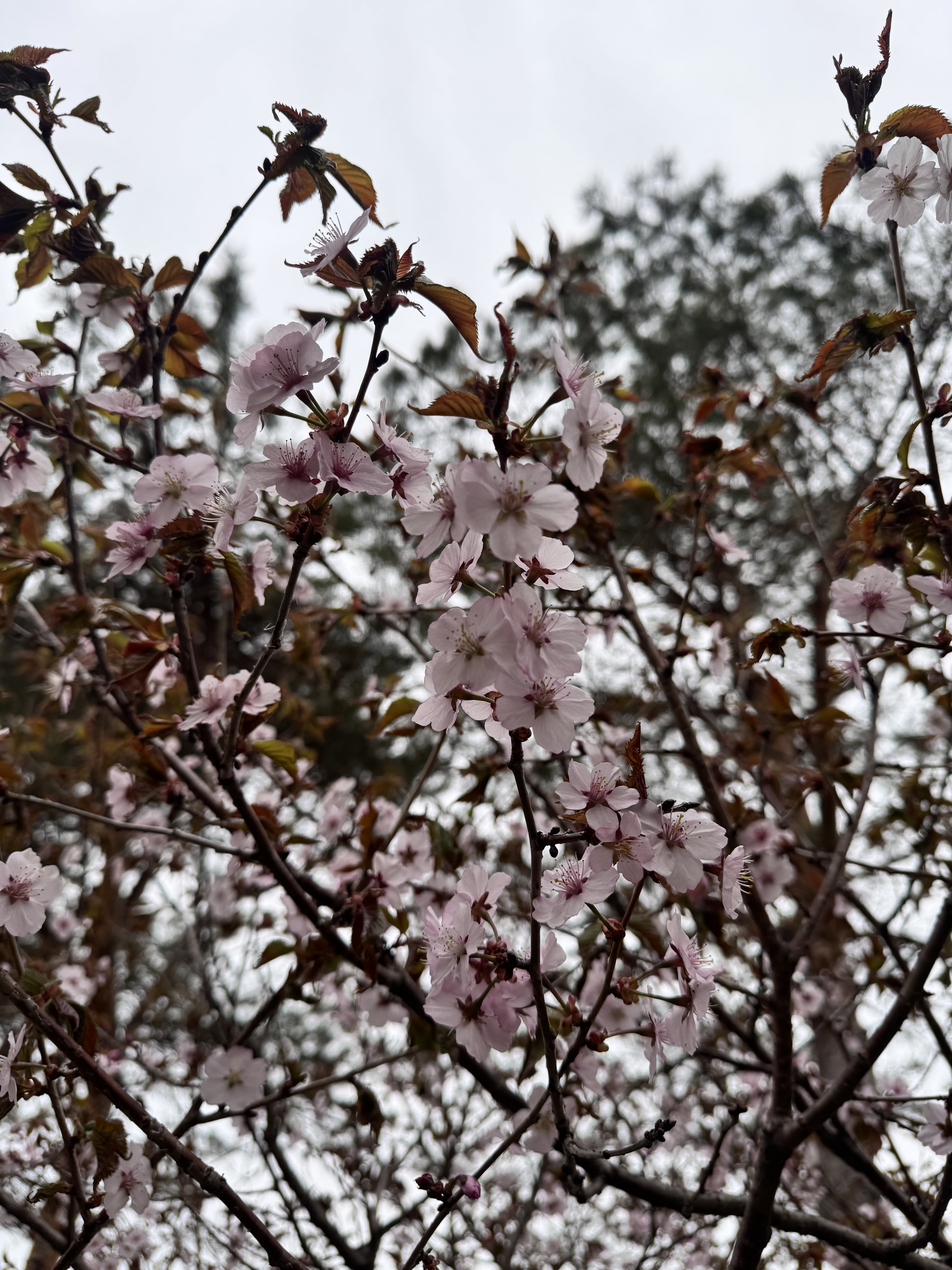 Первый слайд