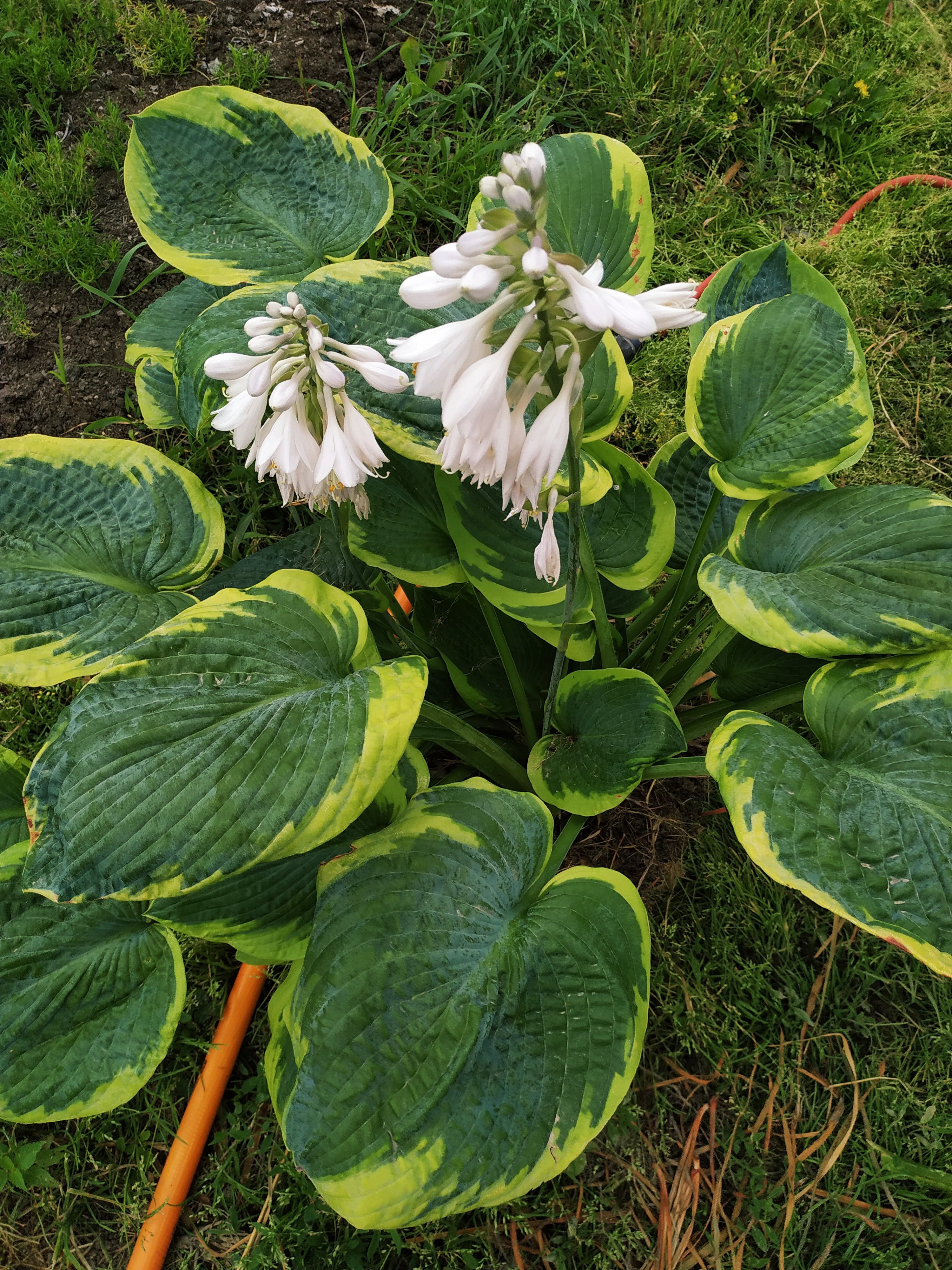 Первый слайд