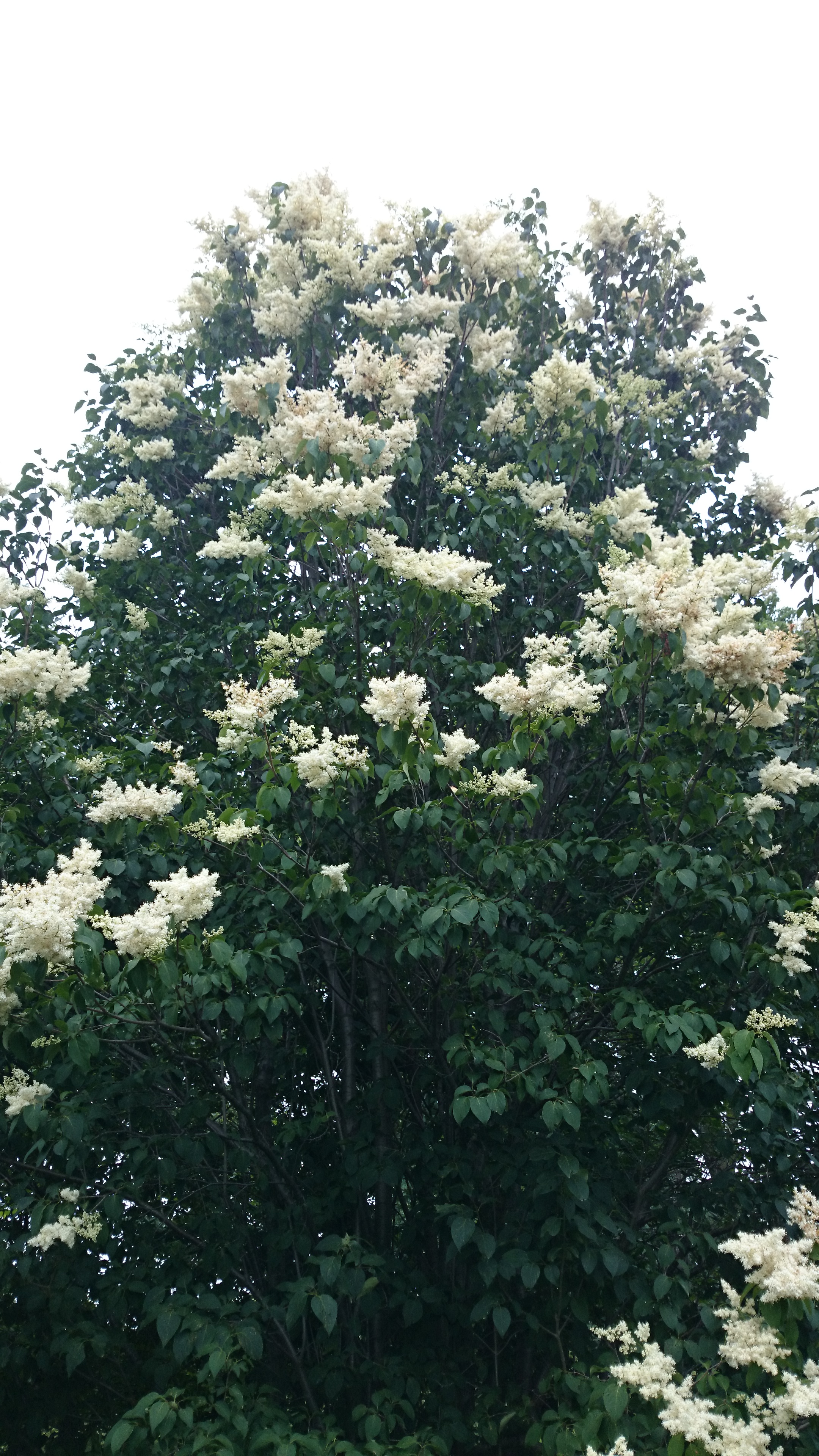 Первый слайд