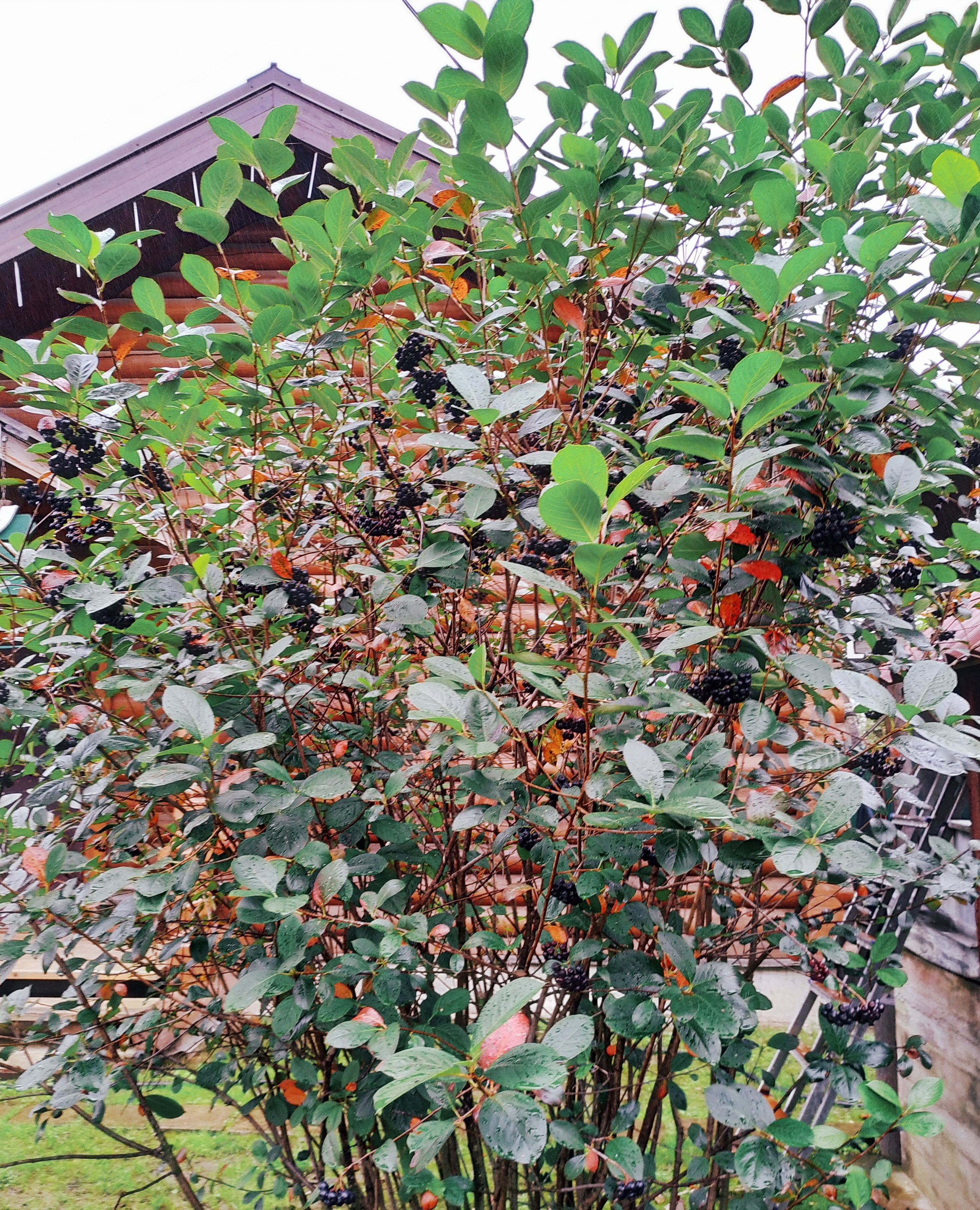 Первый слайд