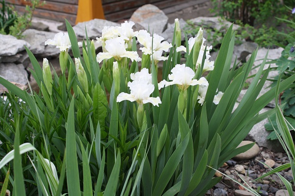 Первый слайд