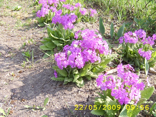 Первый слайд