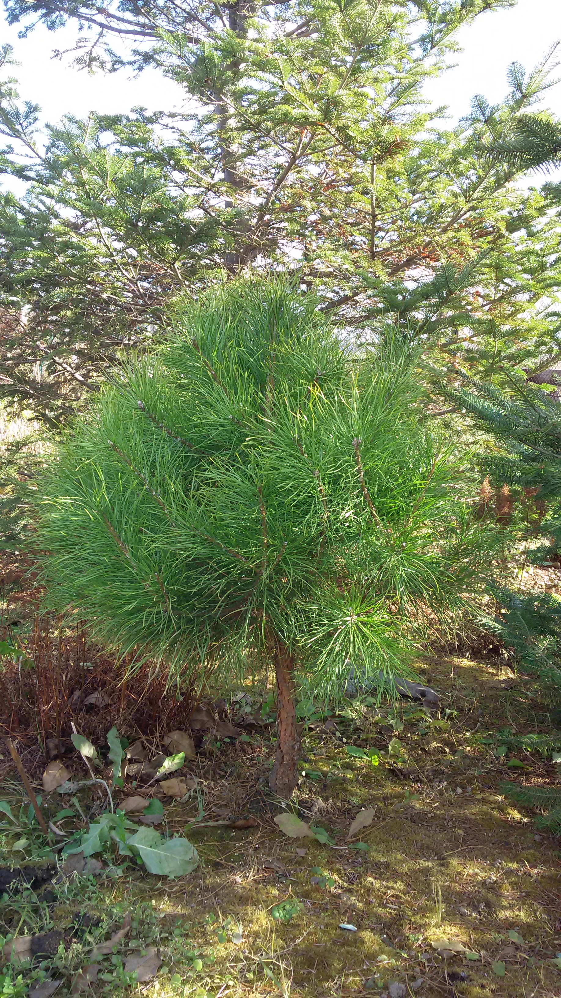 Первый слайд