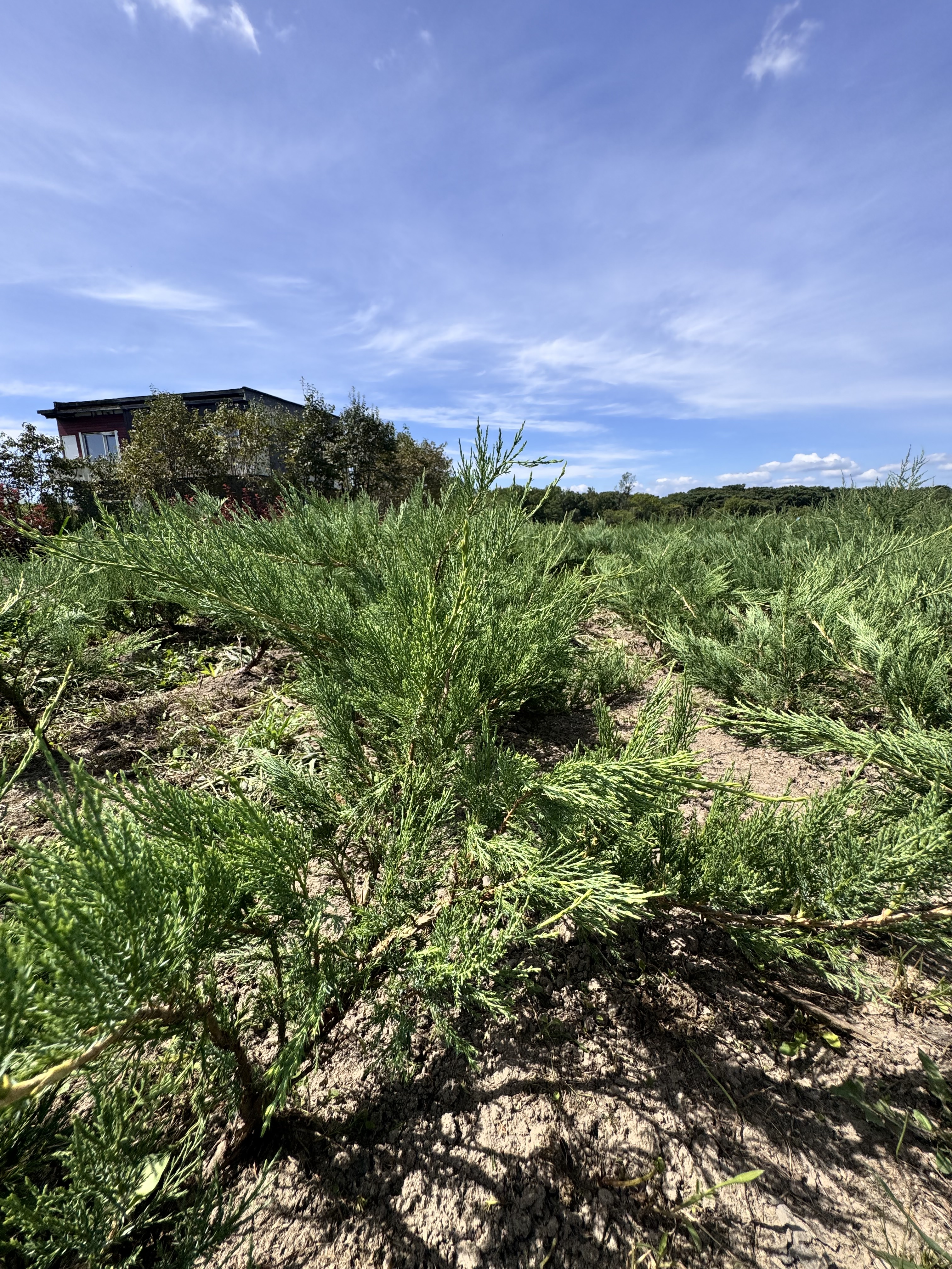 Первый слайд