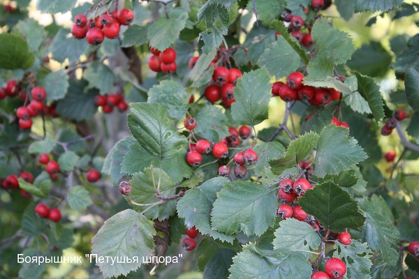 Первый слайд