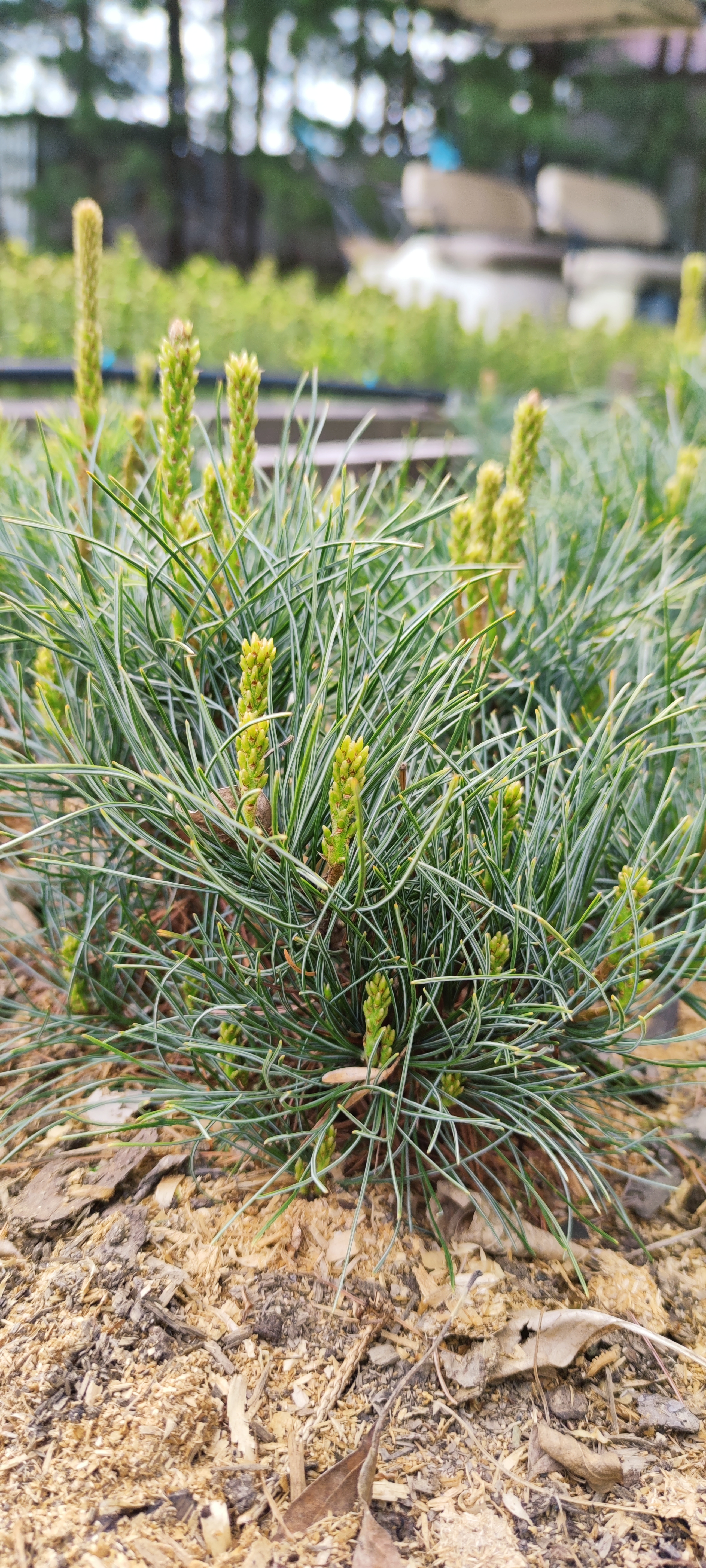 Первый слайд