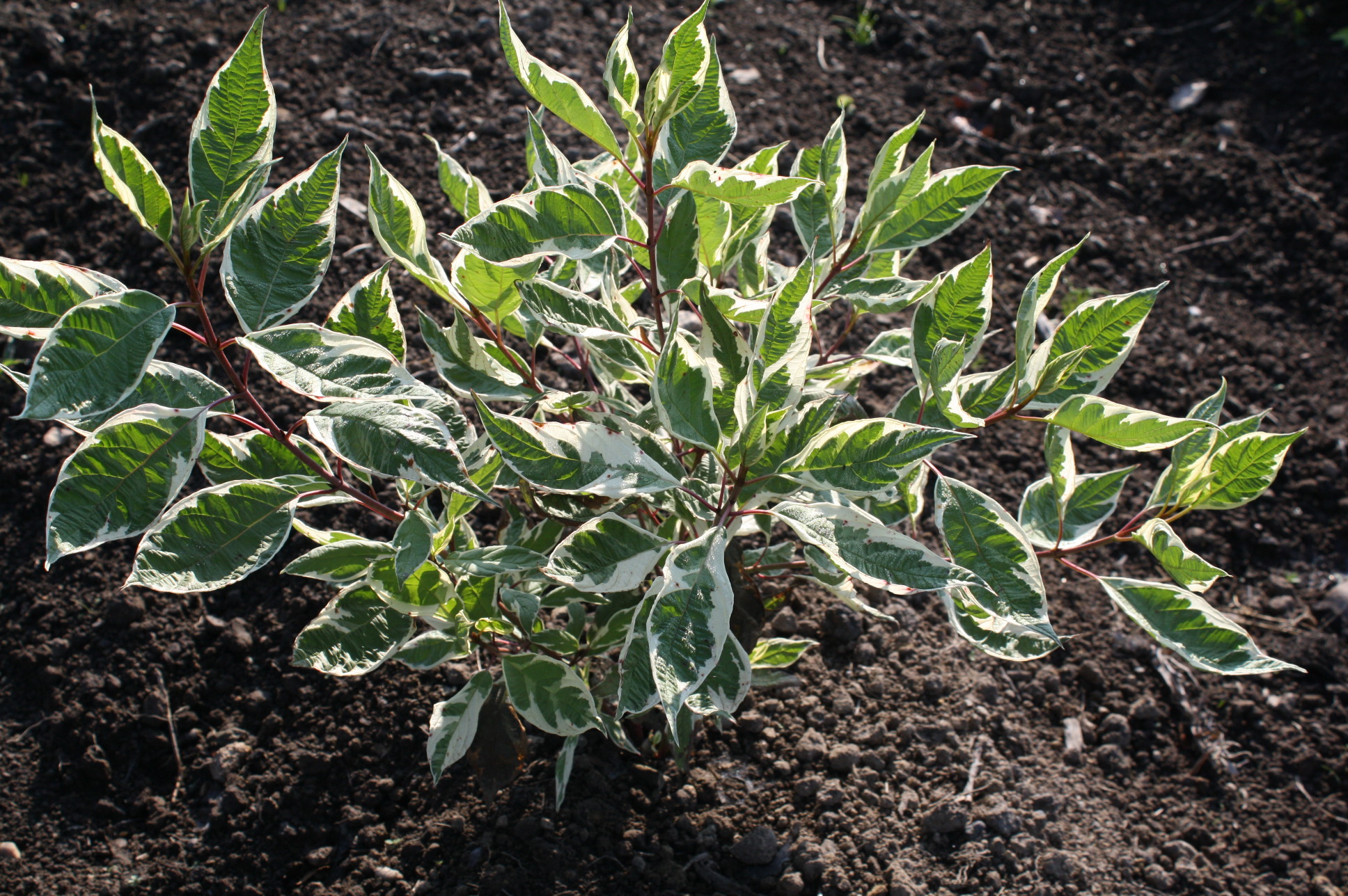 Первый слайд