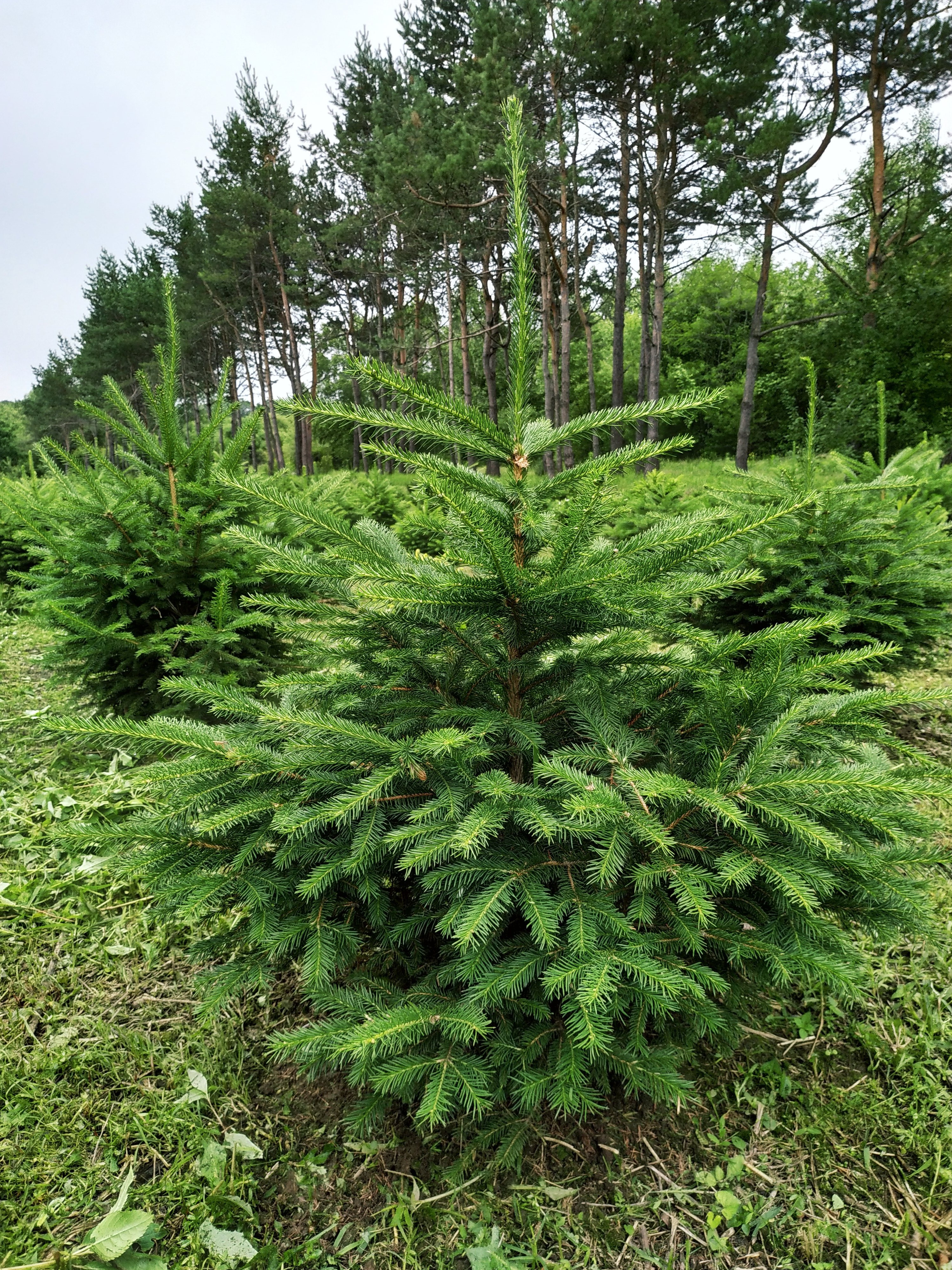Первый слайд