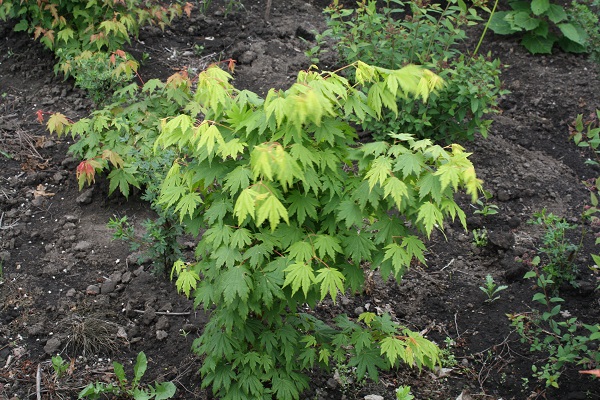 Первый слайд