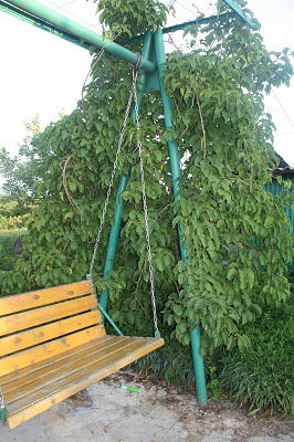 Первый слайд