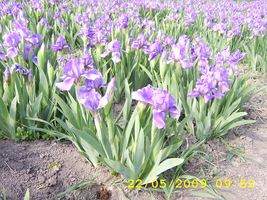 Первый слайд